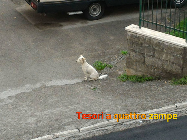 cane_molino_della_salce_vittorio_arfè