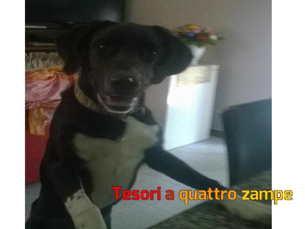cane_nadia_caradente