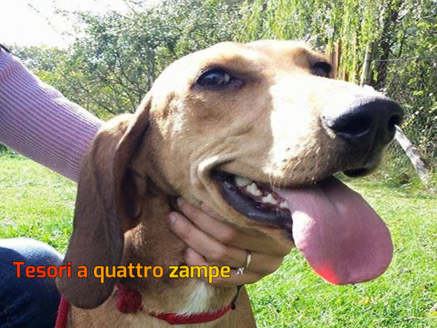 cane_nocciolino2