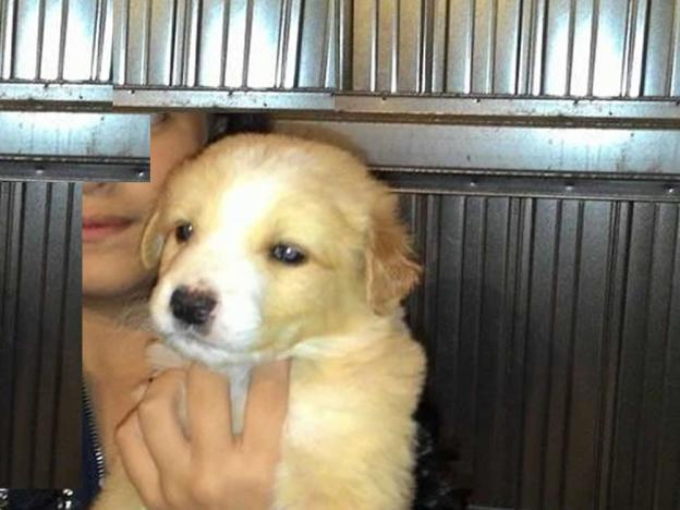 cane_nuovo_maschietto_adf