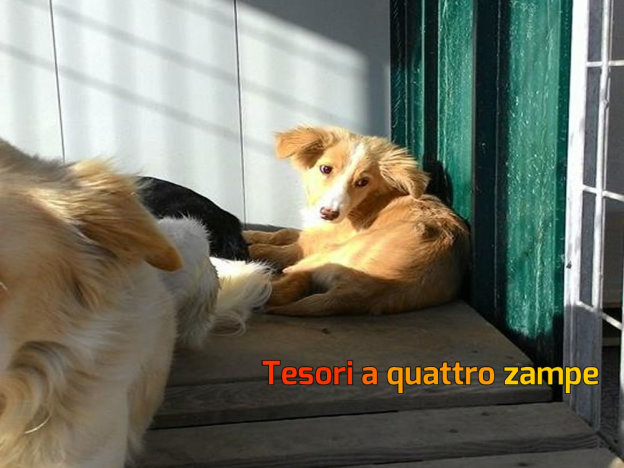 cane_orsetto_canile_sanitario_adf
