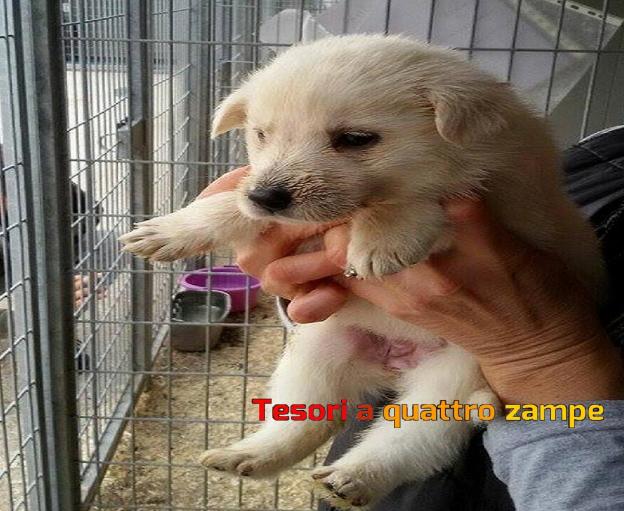 cane_panda_canile_sanitario_adf