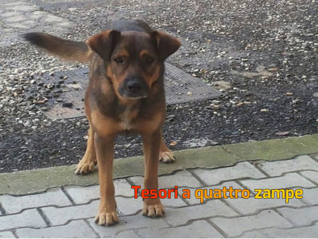 cane_passo_corese_marrone_scuro_anna_linda