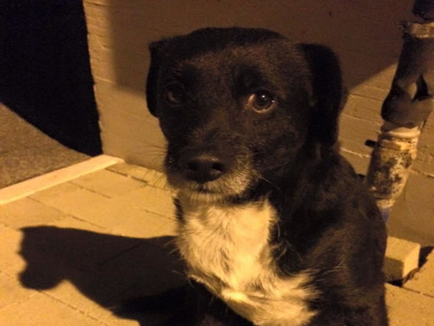 cane_passo_corese_nero_laura_passi