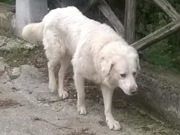 cane_pastore_maremmano_amedea_agresti