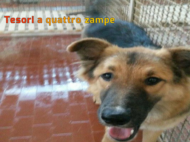 cane_pastore_tedesco_canile_sanitario_adf