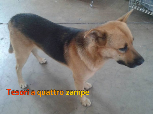 cane_pastore_tedesco_nucleo_industriale