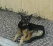 cane_pastore_tedesco_poggio_moiano_monica_cicolani_