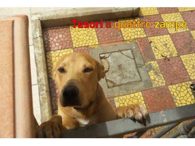 cane_pippo2_francesca_panico