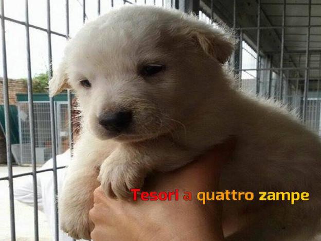 cane_piumino_canile_sanitario_adf