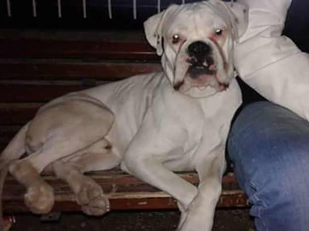 cane_quattro_strade_ritrovato_tatiana
