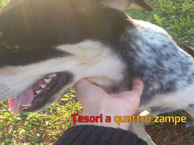 cane_quattro_strade_serena_linguari