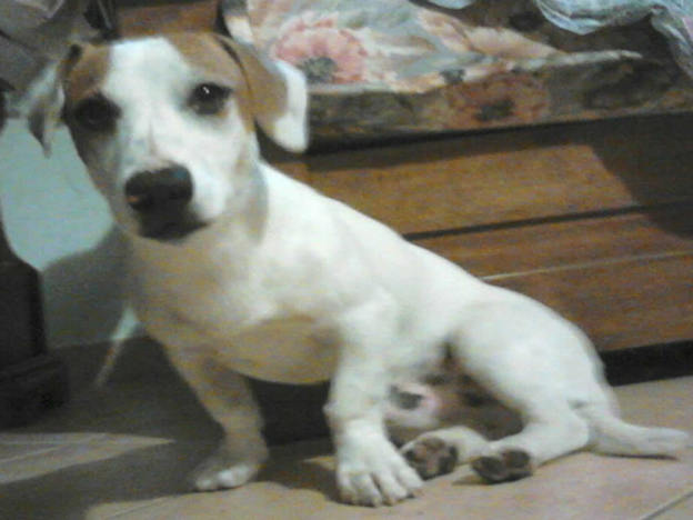 cane_raffy_emma_spagnolo