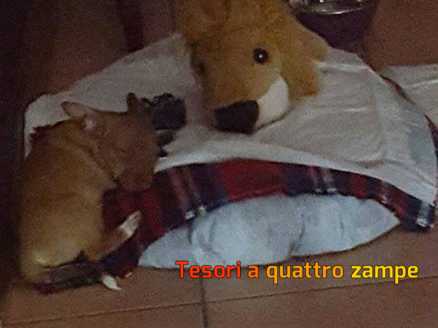 cane_secondo_adottato_campagna_reatina_adf