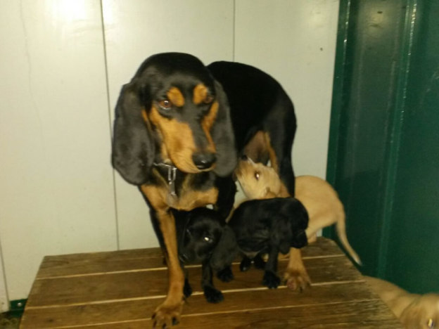 cane_segugia_con_cuccioli_canile_sanitario_adf