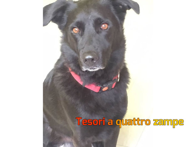 cane_simba_raffy
