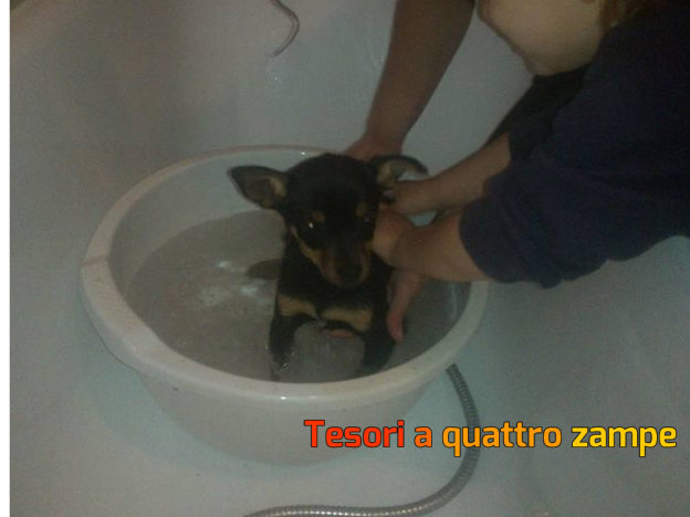 cane_siria2_mtr