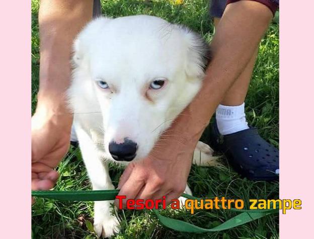 cane_sofia_vdr