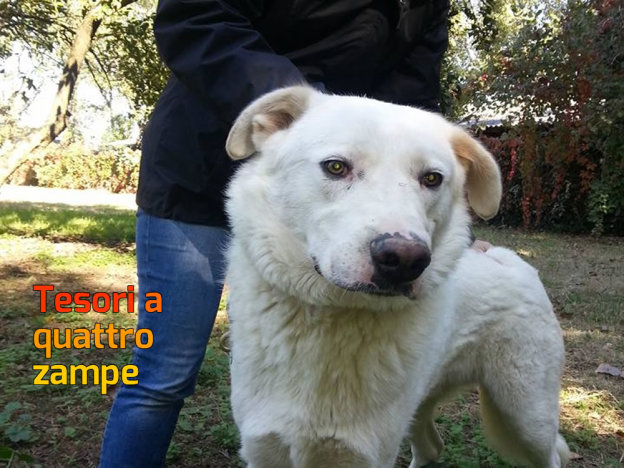 cane_tancredi_valentina_fiori