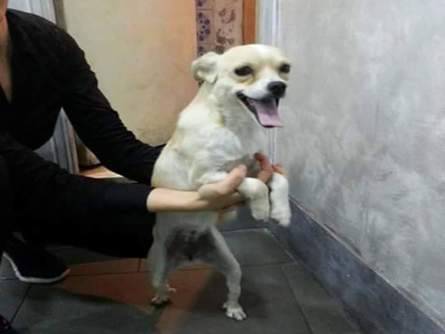cane_viale_maraini_giada_vivian