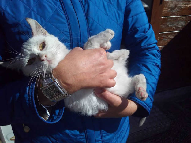 gatto_amaranto_gattino_bianco_mtdr