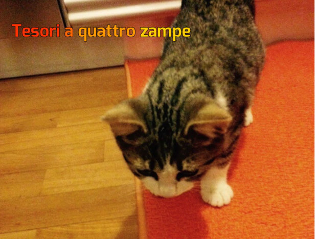 gatto_corradini_raffy