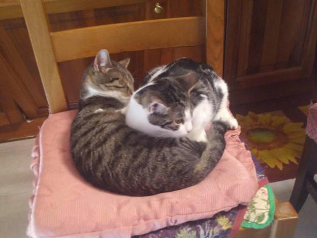 gatto_gatti_mamma_e_figlio