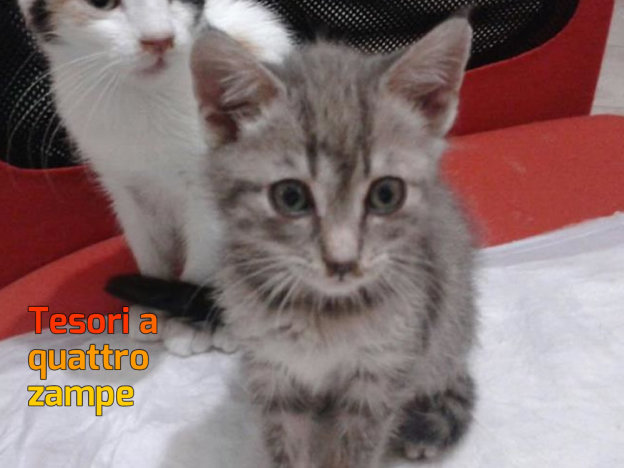 gatto_gattina_agata_grigia_vdr