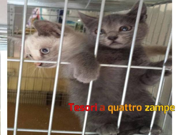 gatto_gattina_ambra_vdr