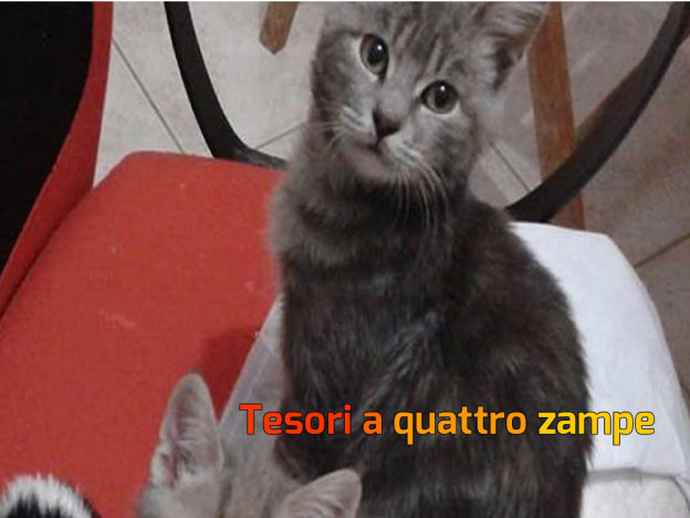 gatto_gattina_astra_tigrata_vdr