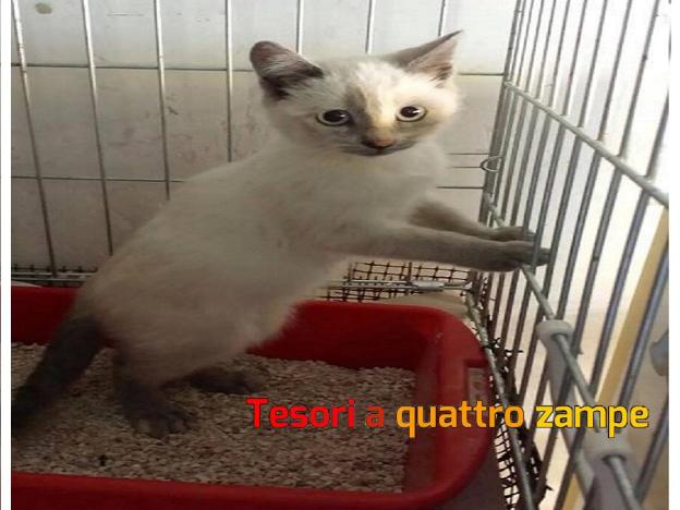 gatto_gattina_liza_vdr