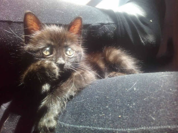 gatto_gattina_moka_mtr