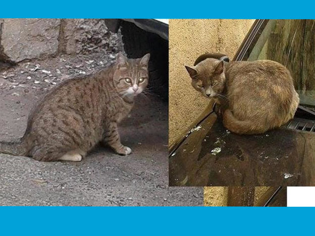 gatto_gattine_cenro_storico_rieti_randage_daniela_camacci