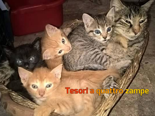 gatto_gattini_anna_linda