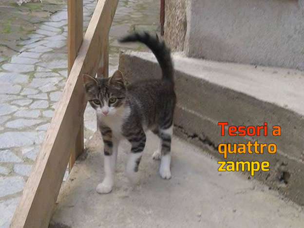 gatto_gattino_balù_sara_frattali2