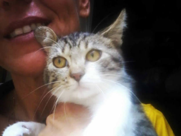 gatto_marameo_raffy