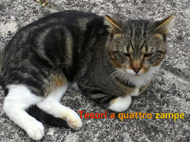 gatto_micione_vdr