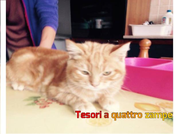 gatto_nemo_vdr