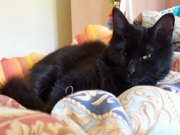 gatto_nina2_celete_sentella