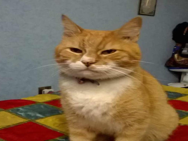 gatto_sfigatto_elfride_bozzetto