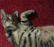 gatto_valentino_vdr_2