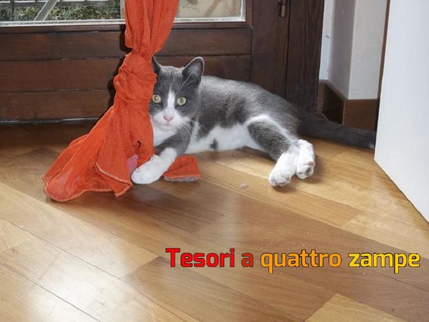 gatto_willy_alessandra_brucchietti