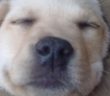 buono_cane_tartufo_dorme_