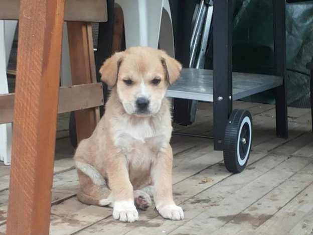 cane__cagnolina_vaniglia_vdr