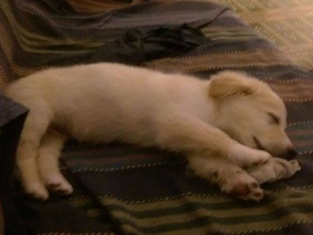 cane_alessandro_casanica_da_far_adottare2