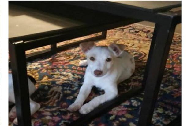 cane_artu_jack_russel_mtr