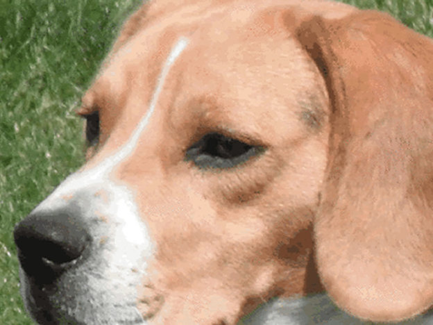 cane_beagle_green_hill-624×468