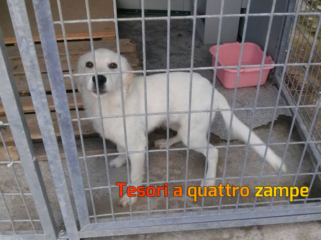 cane_bianco_canile_sanitario_vdr