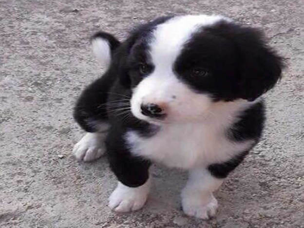 cane_bianconero_morbidoso_raffy