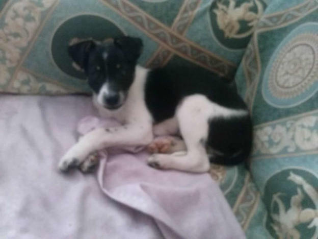 cane_bianconero_via_sforza_vdr